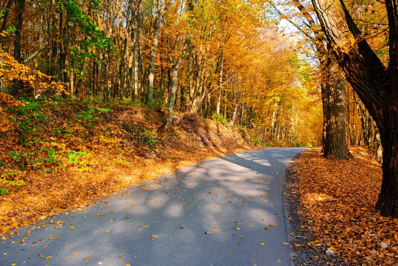 Bright and scenic landscape of new road across auttumn trees with fallen orange and yellow leaf