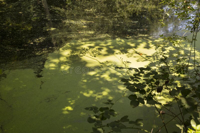 Bright and Shadow Water Surface Stock Image - Image of green, plant ...