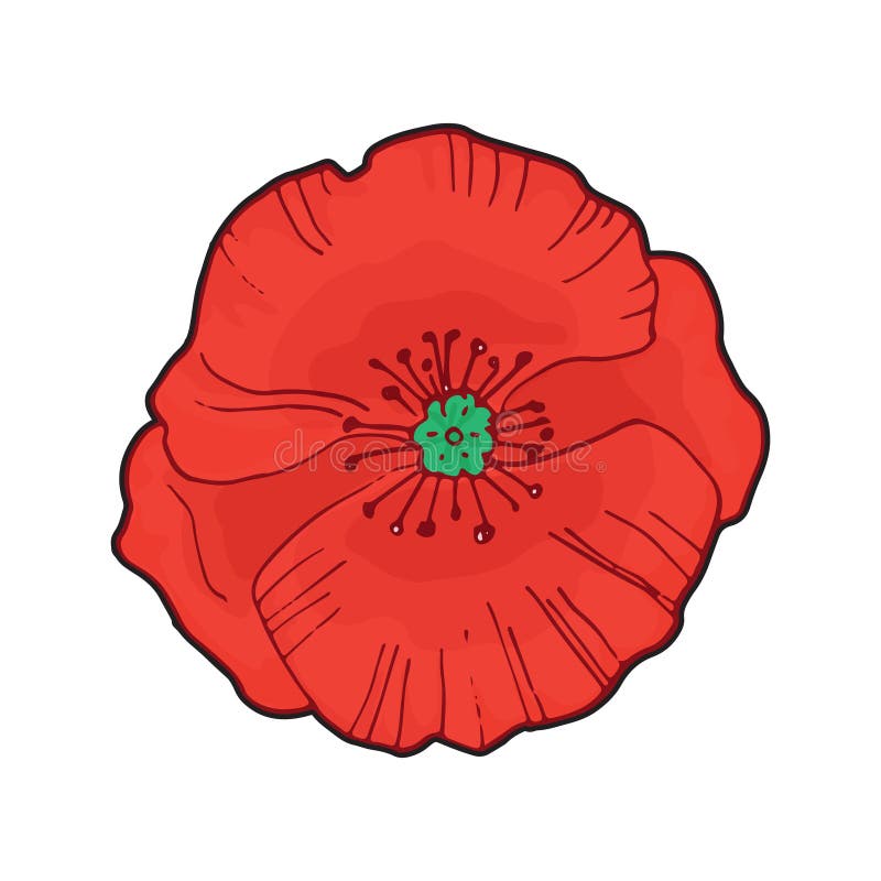 Bright single red poppy flower isolated on white ,top view, vector doodle vector illustration