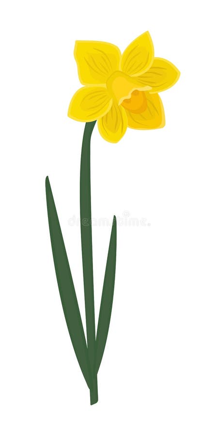 Bright single yellow daffodil royalty free illustration