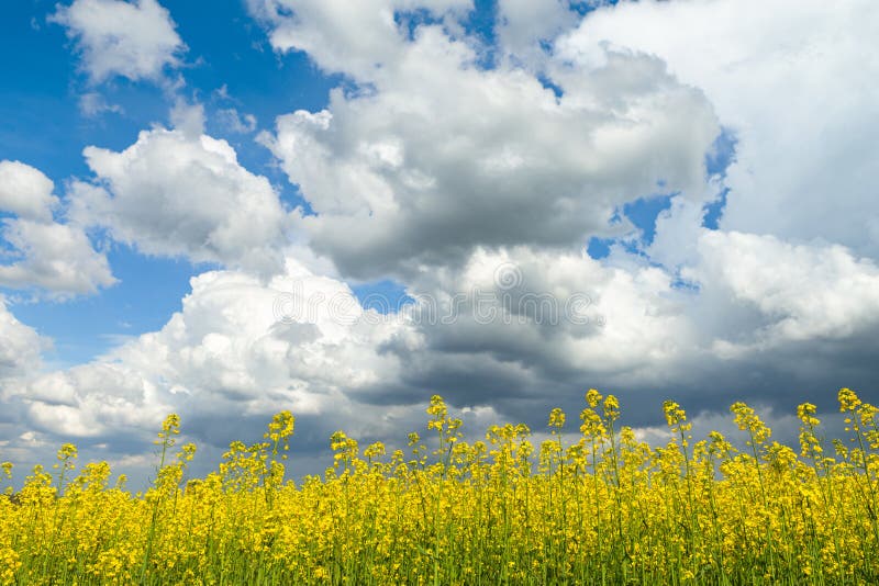 Bright Sky with Clouds and Flowers Field Stock Photo Image of nature