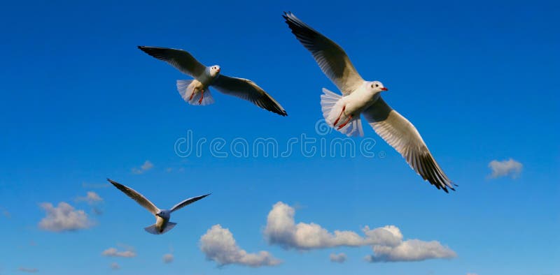 Bright sky panorama with seagulls