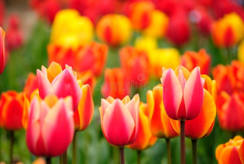 Bright spring tulips stock photo. Image of flower, yellow - 20314388