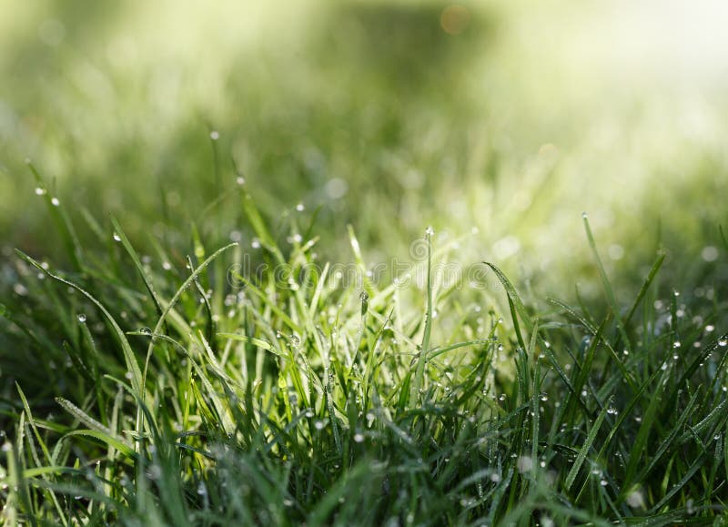 Bright sun light on grass stock photo. Image of garden - 156837704