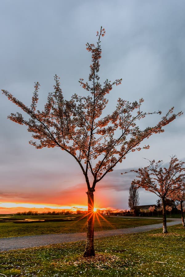 bright sun with long red rays shines near the trunk of blossoming cherry royalty free stock photography bright sun with long red rays shines near the trunk of blossoming cherry royalty free stock photography