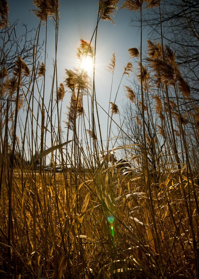 Bright Sun Shines Through Tall Weeds.