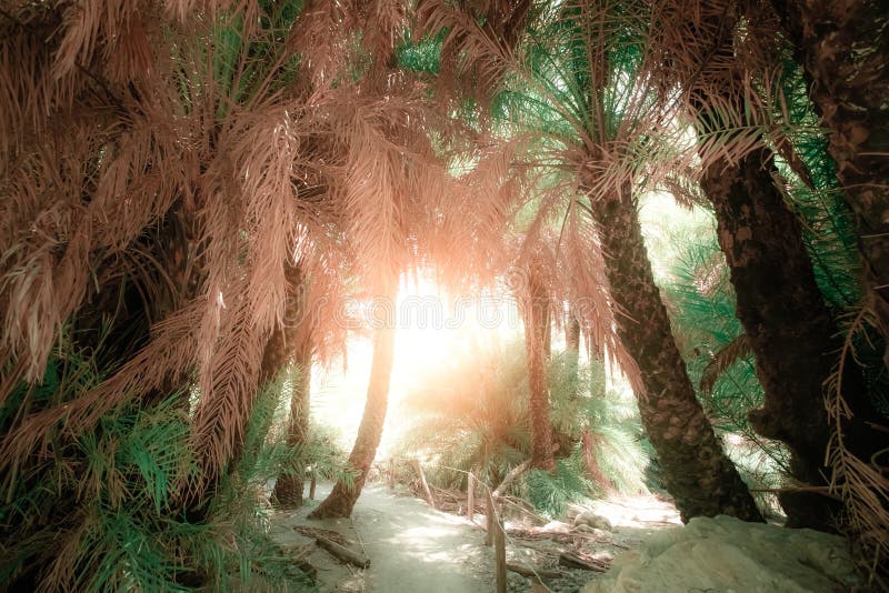 Bright sun shining it path way with tunnel inside abstract mysterious deep forest landscape with exotic palm trees. Surreal beauty of dense jungles. Fantasy colors and fairy tale background. Bright sun shining it path way with tunnel inside abstract mysterious deep forest landscape with exotic palm trees. Surreal beauty of dense jungles. Fantasy colors and fairy tale background