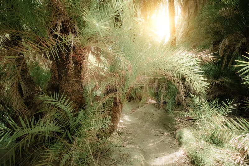 Bright sun shining it path way with tunnel inside abstract mysterious deep forest landscape with exotic palm trees. Surreal beauty of dense jungles. Fantasy colors and fairy tale background. Bright sun shining it path way with tunnel inside abstract mysterious deep forest landscape with exotic palm trees. Surreal beauty of dense jungles. Fantasy colors and fairy tale background