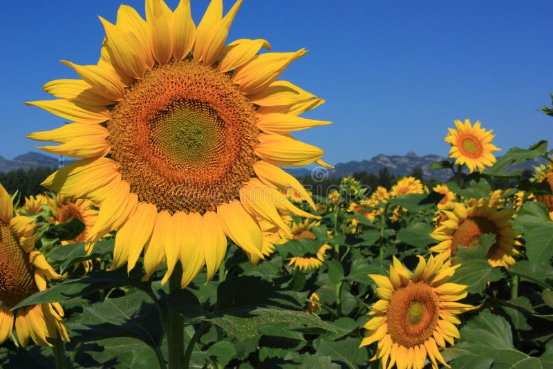 Bright Sunflower stock image. Image of beautyful, beams 18826867