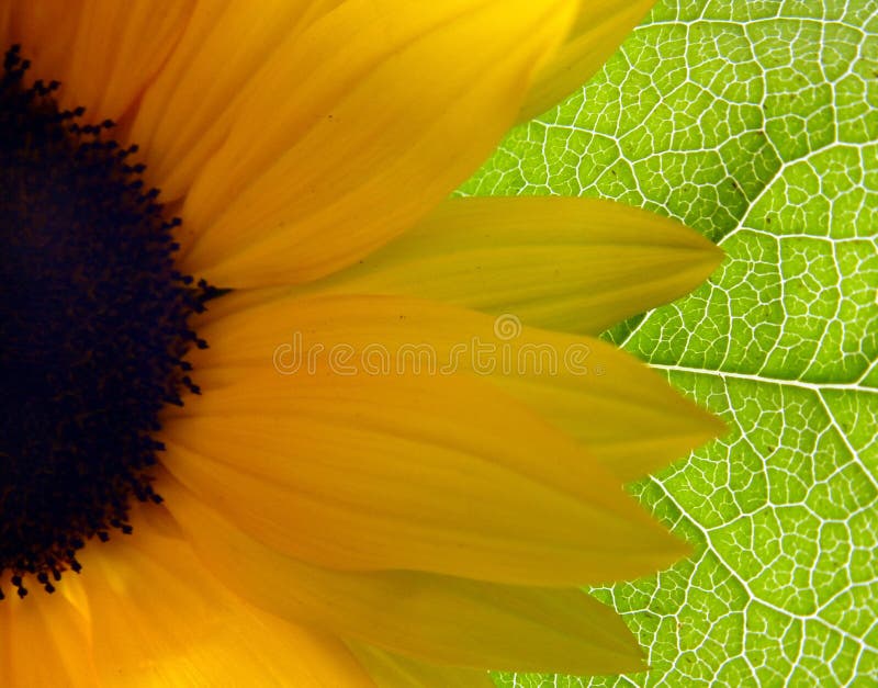 Bright Sunflower