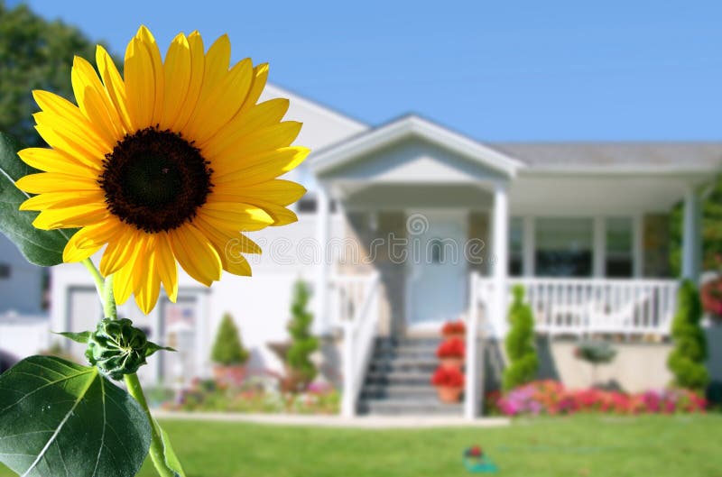 Bright sunflower. In front of a country house Bright sunflower. In front of a country house