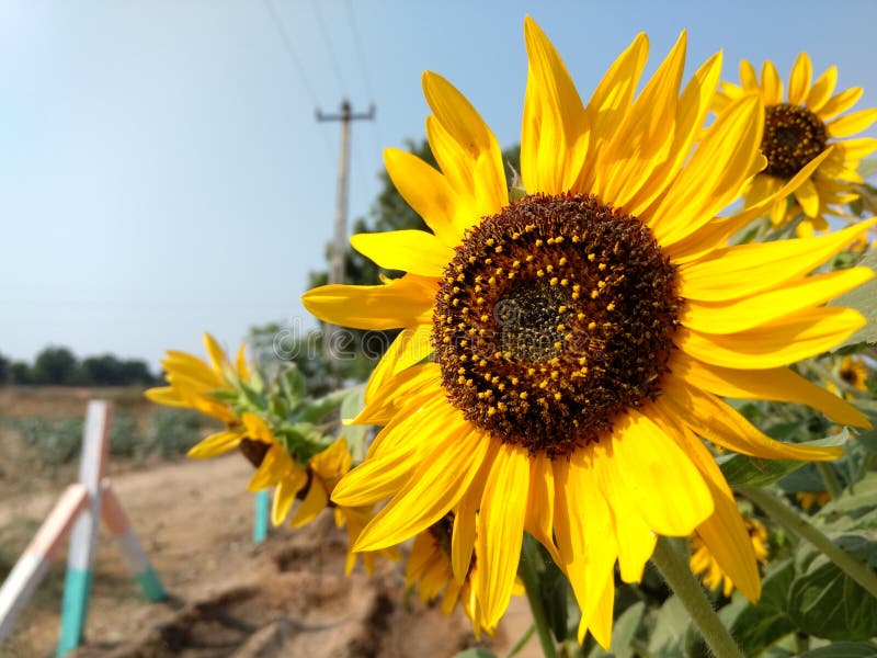 Bright Sunflower stock photo. Image of bright, yellow 153101798