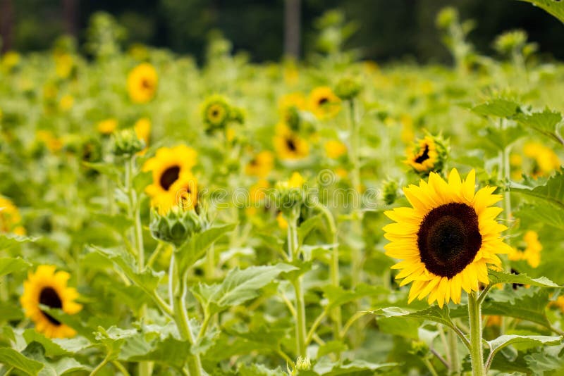 Bright Sunflowers Blooming on the Meadow Farm in Fall Stock Image