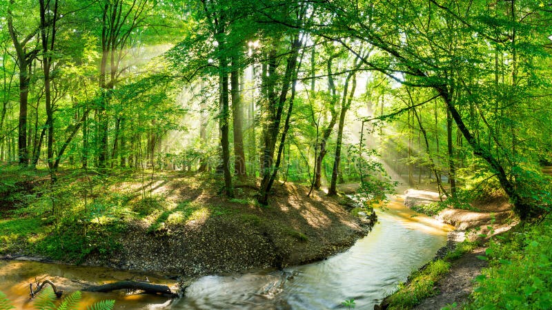 Bright sunlit forest with with one tree leaning across a brook (stream) flowing through the woods. Bright sunlit forest with with one tree leaning across a brook (stream) flowing through the woods.