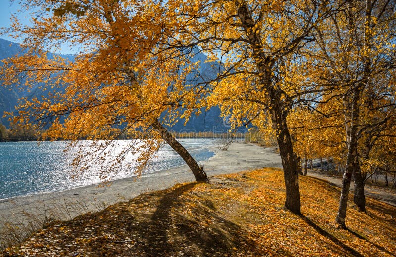 Bright Sunny Autumn Landscape With Group Of Birches With Golden Yellow Foliage On A Hill At The Background Of Mountains. Autumn Mo