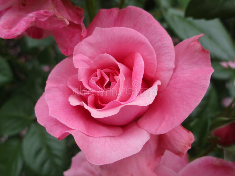 Bright Attractive Pink Rose Blooming at Stanley Park Rose Garden 2019 ...