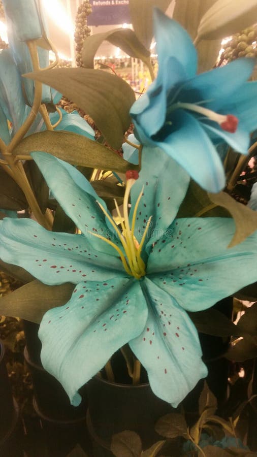 Bright teal tiger lillie stock images