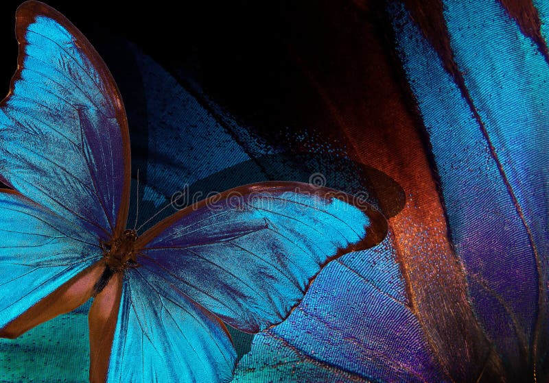 Bright tropical background. Colorful wings of tropical butterflies texture background. Morpho blue butterfly. Shades of blue