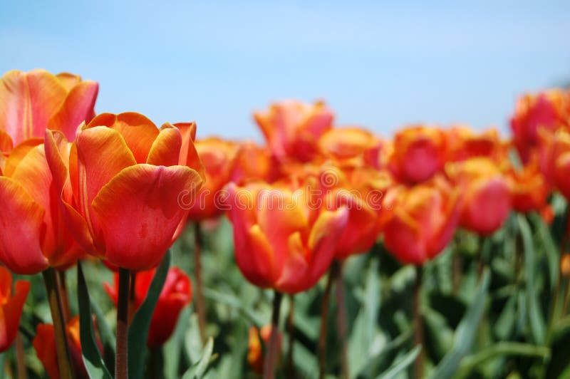 Bright Tulips and Blue Skies