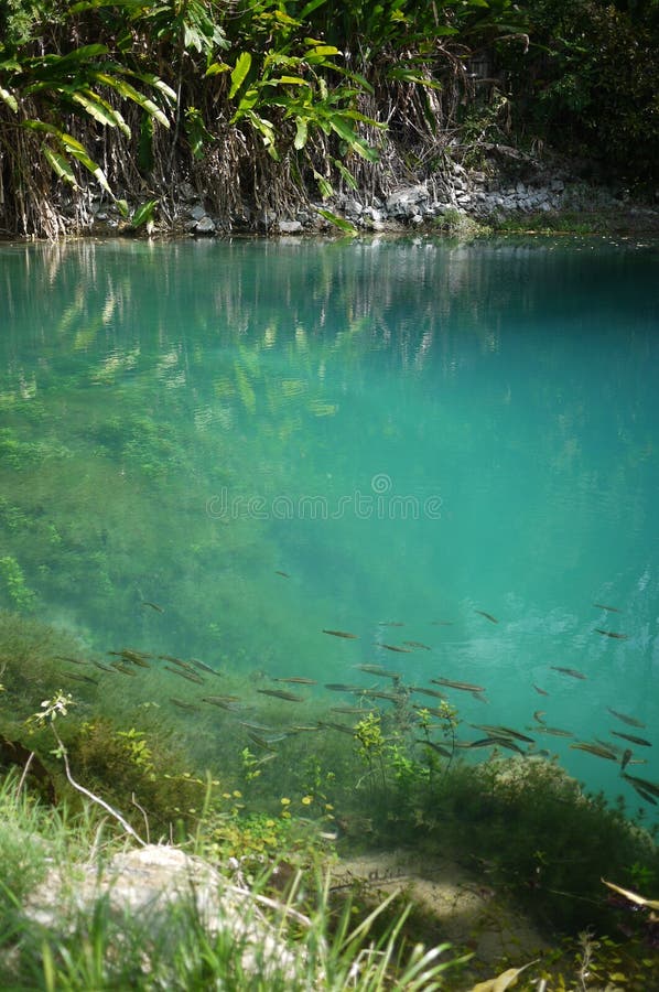Bright Turquoise Still See through Water with Fish Blue Hole Jamaica ...