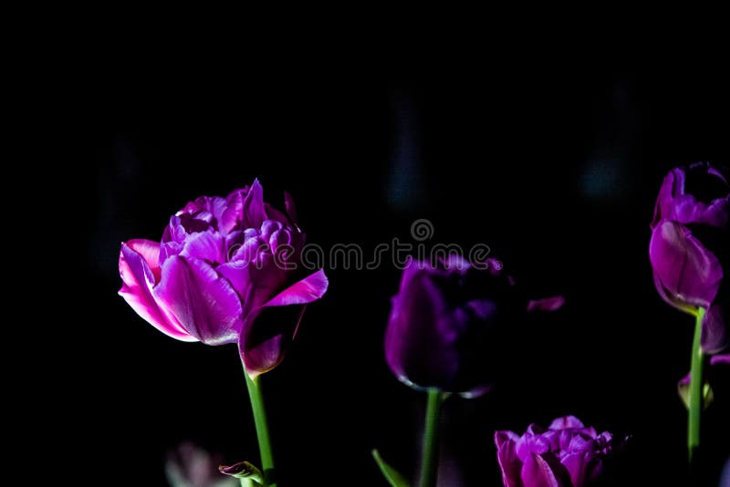 Bright and unusual tulips on a monophonic black background. Night photographing in a garden with flowers. stock photo Bright and unusual tulips on a monophonic black background. Night photographing in a garden with flowers. stock photo