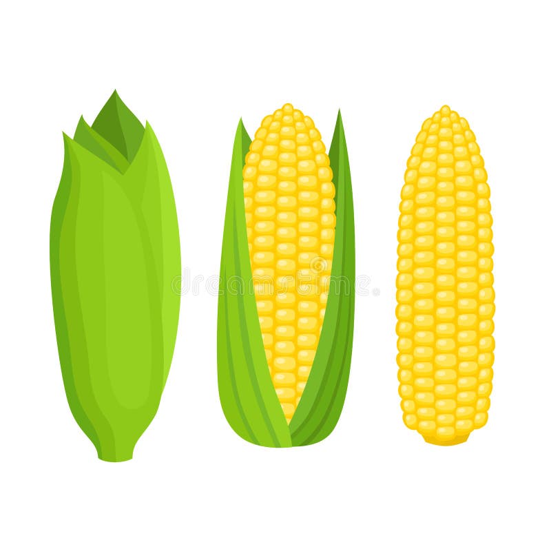 Bright Vector Collection of Colorful Yellow Corn Isolated on White ...