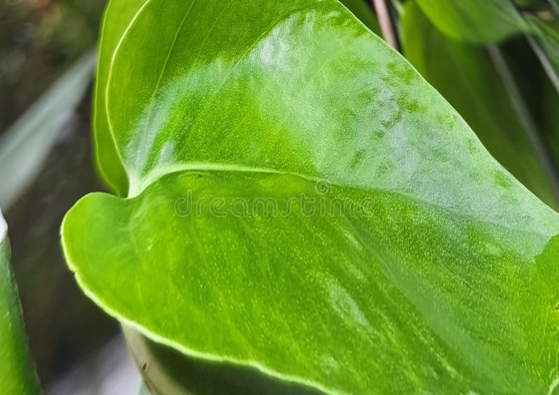 Bright, verdant foliage, source of life. Varies in shape, size, and texture, capturing sunlight. Essential for nature. Capturing sunlight stock images, royalty-free photos and pictures