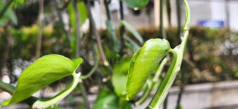Bright, verdant foliage, source of life. Varies in shape, size, and texture, capturing sunlight. Essential for nature. Capturing sunlight stock images, royalty-free photos and pictures
