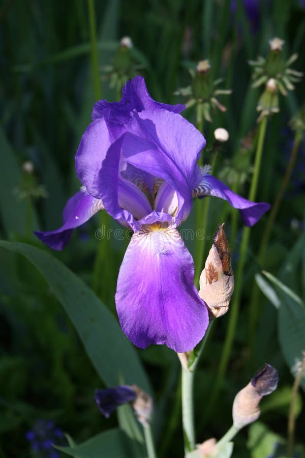 Bright violet iris flower stock photo. Image of fleur 66668464