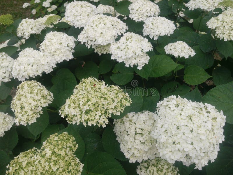 Bright White. Flowering Garden Flowers Stock Photo Image of green