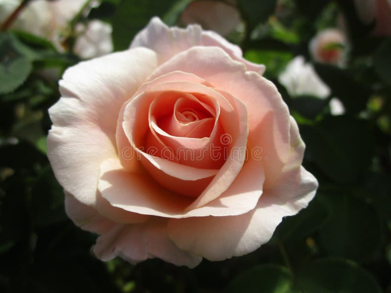 Bright white peach color rose flower in bloom 2019