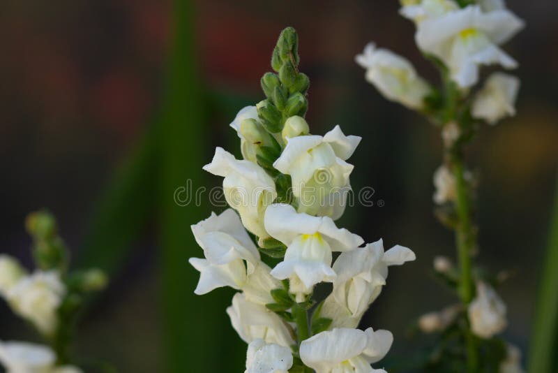 Bright white snapdragon flowers in a yard