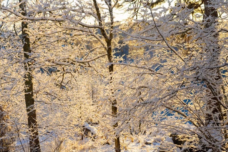 Bright winter day in Sweden. Frosted tree branches. Winter in scandinavia. Landscape wallpaper. Nature