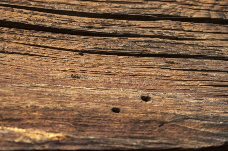 Bright Wood Texture with Cracks and Holes from Beetles Stock Photo