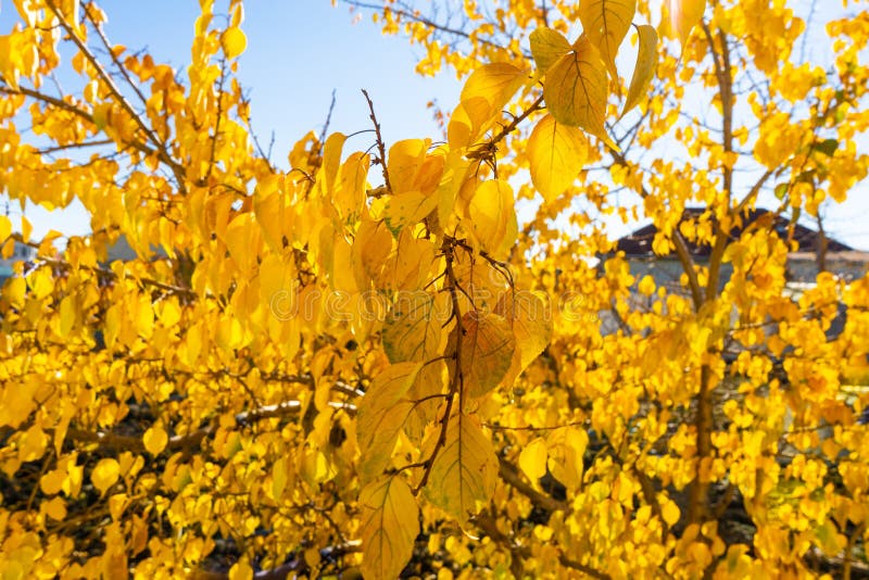 1,373 Autumn Apricot Tree Leaves Stock Photos Free & RoyaltyFree