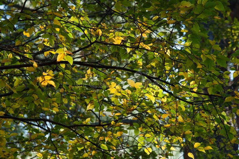 BRIGHT YELLOW AUTUMN LEAVES between GREEN LEAVES on a CHANGING ...