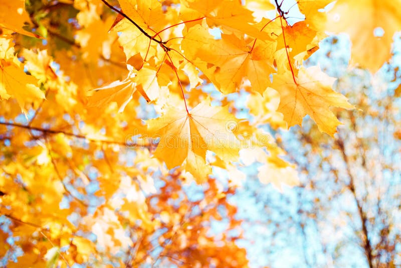 Bright yellow autumn maple leaves in soft focus close-up against a blue sky on an autumn sunny day.