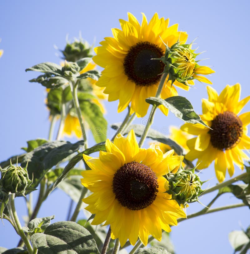 Bright yellow black centered Sunflower (Helianthus annuus)