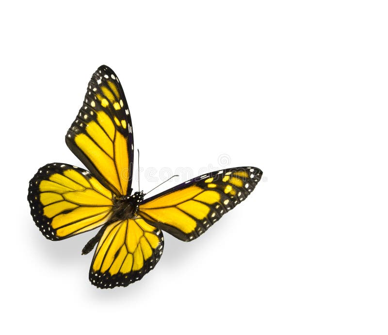 Bright Yellow Butterfly Isolated on White