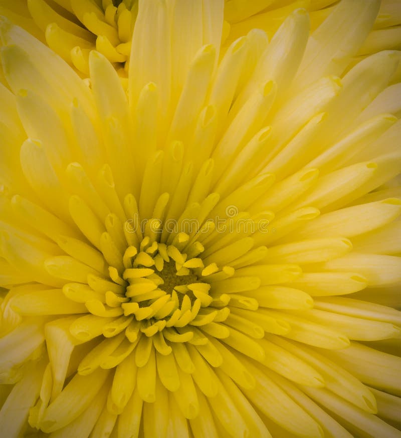 Bright Yellow Chrysanthemum Blossom Macro with Pollen Stock Photo