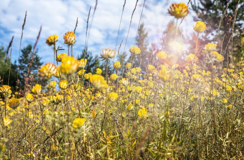 Bright Yellow Clover Flowers Growing in a Clearing Stock Photo Image