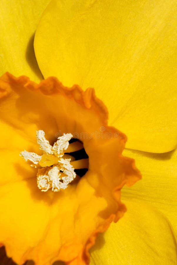 Bright Yellow Daffodil