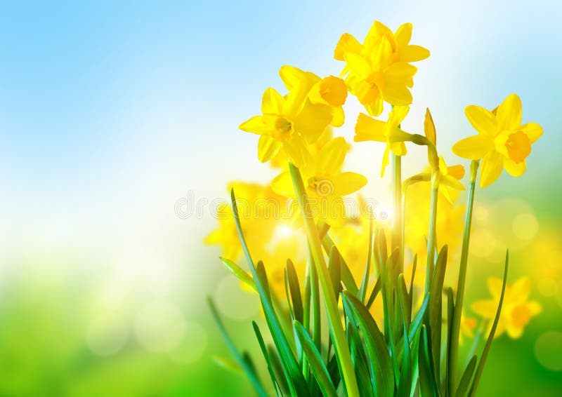 Bright Yellow Daffodils royalty free stock photo
