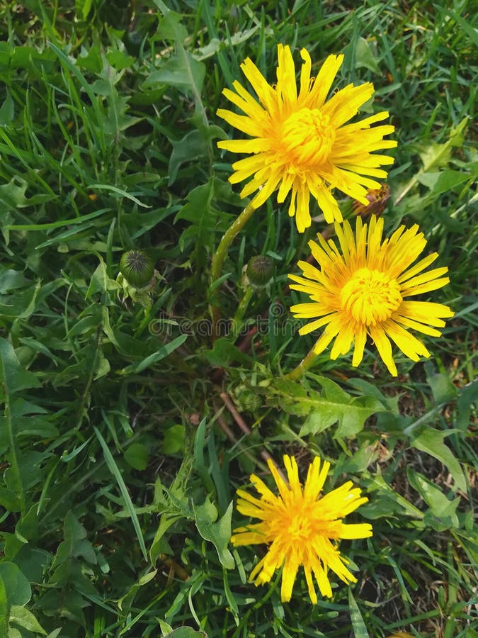Bright yellow dandelion flowers and green leaves background fresh grass texture spring blooming nature outdoor blossom summer stock images Bright yellow dandelion flowers and green leaves background fresh grass texture spring blooming nature outdoor blossom summer stock images