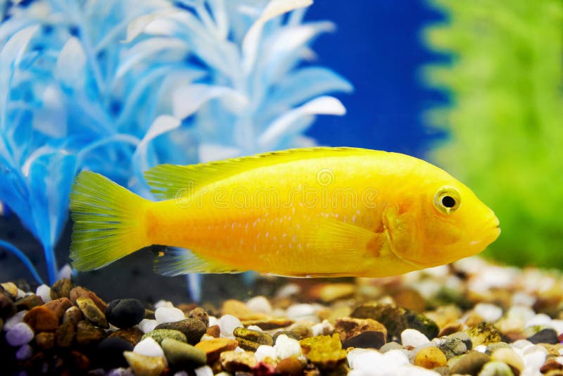 Bright Yellow Fish in Algae at the Bottom of the Aquarium Stock Image