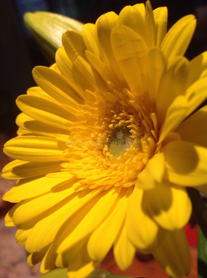 Bright Yellow Flower stock image. Image of flower, beautiful 44039523