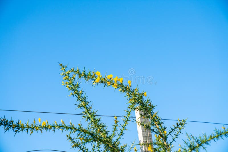 Bright yellow flower on green thorny stem of gorse bush