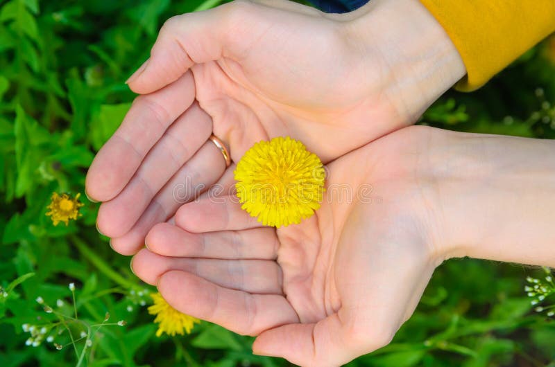 Bright Yellow Flower Lie on a Hand Stock Photo Image of backgrounds
