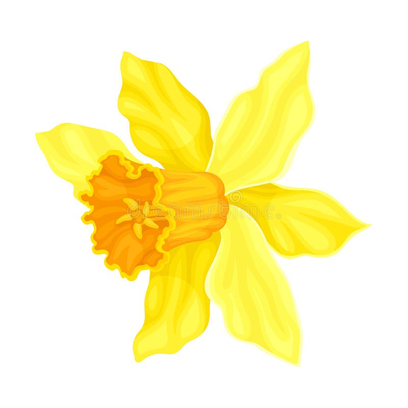 Bright Yellow Flower with Showy Petals and Stamen Closeup Vector ...