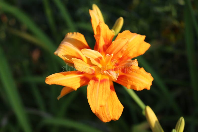 Bright Yellow Flowers Bloom in the Summer Garden Stock Image Image of